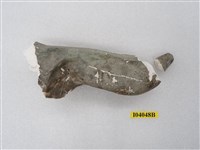 藏品(犀牛腿骨化石(模))的圖片